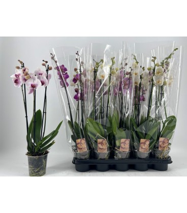 Phalaenopsis pot de 12 h60 2 br mix