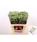 Limonium Colada 80 cm