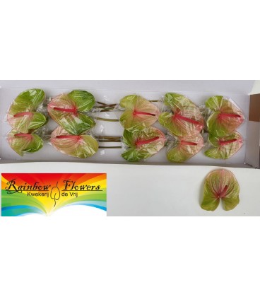 Anthurium Avo Danielle x10