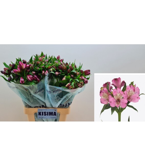 Alstromeria Kalmar 75 cm