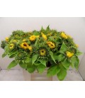 Tournesol sunrich orange 80 cm