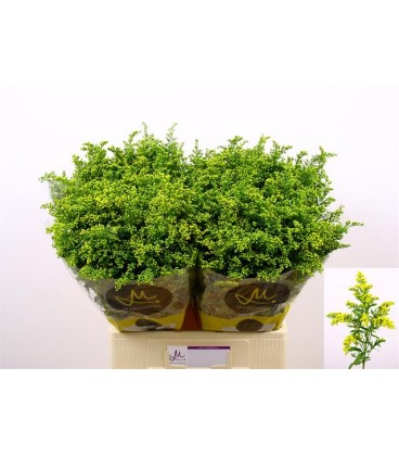 Solidago Golden glory 80 cm