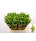 Solidago Golden glory 80 cm