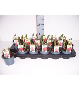 Tulipe mix 2 coul Ø 09