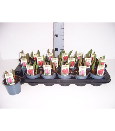 Tulipe mix 2 coul Ø 09