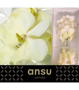 Vanda Tayanee White x 25
