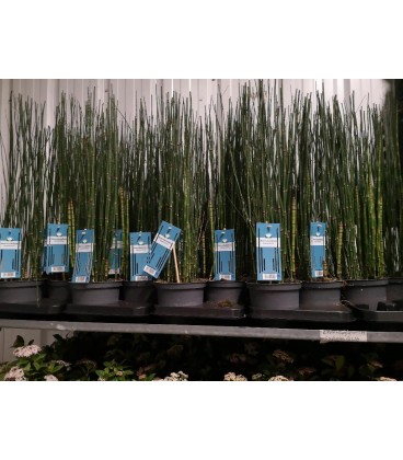 Equisetum hymemale Ø15 h 70