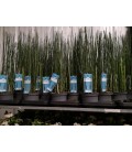 Equisetum hymemale Ø15 h 70