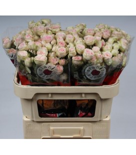 Rose Branchue Sweet Blossoms 70 cm