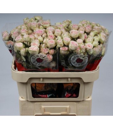 Rose Branchue Sweet Blossoms 60 cm