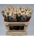 Rose Branchue Sweet Blossoms 60 cm