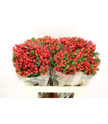 Hypericum Mag triumph 70 cm