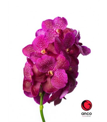 Vanda Mag fuchsia
