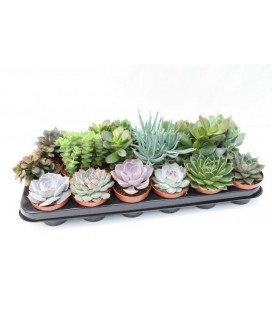 Succulentes mix pot de 8.5