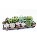 Succulentes mix pot de 8.5