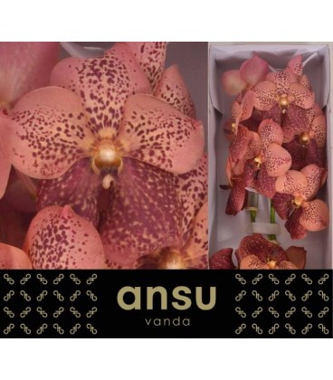 Vanda Leop Coral X 16