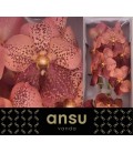 Vanda Leop Coral X 16