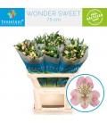 Alstromeria wonder sweet