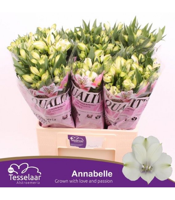 Alstromeria Annabelle 75 cm