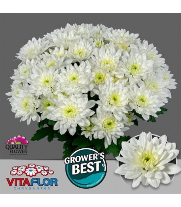 Chrysantheme Baltica 