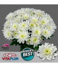 Chrysantheme Baltica 