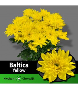 Chrysantheme Baltica Yellow 70 cm