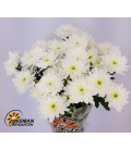 Chrysantheme Bonita 
