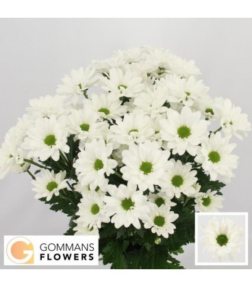 Chrysanthem Chic