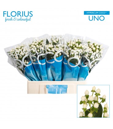 Hypericum Coco uno 50 cm