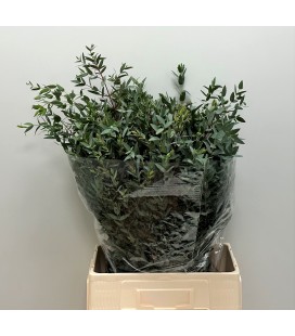 Eucalyptus Parvifolia