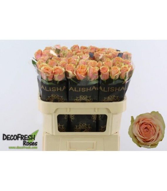 Rose Dividend 70 cm