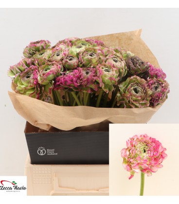 Renoncule Pon-Pon Malva