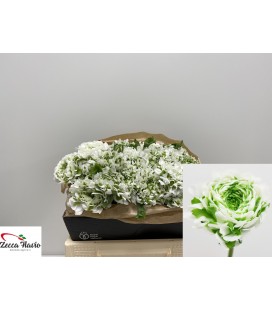 Renoncule Pompom Igloo