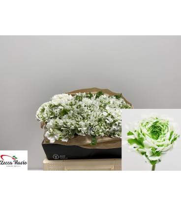 Renoncule Pompom Igloo