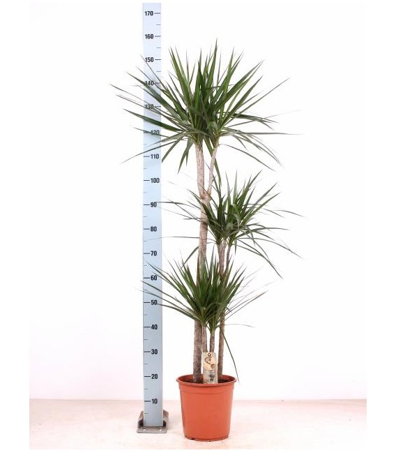 Dracaena Marginata pot de 24 h 150