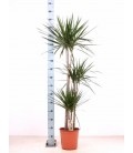 Dracaena Marginata pot de 27 h 135