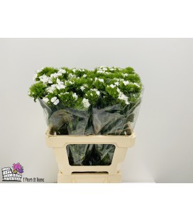 Dianthus Barb Will White 55 cm