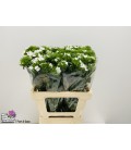 Oeillet de poete Will White 60 cm