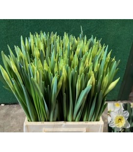 Narcisse G Ice Follies 46cm (la tig