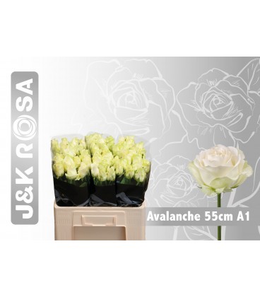 Rose Avalanche 55 cm