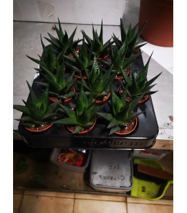Haworthia Ø5.5