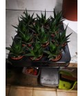 Haworthia Ø5.5