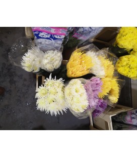 Chrysantheme mix  dans bac70 cm x7