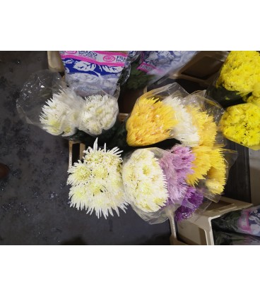 Chrysantheme GR FL mix  dans bac70 cm x10