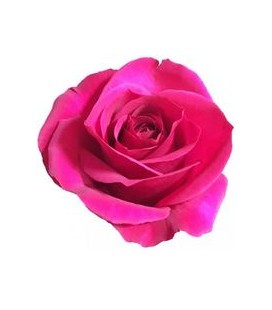 Rose ( Colom ) Queen berry 60cm x25