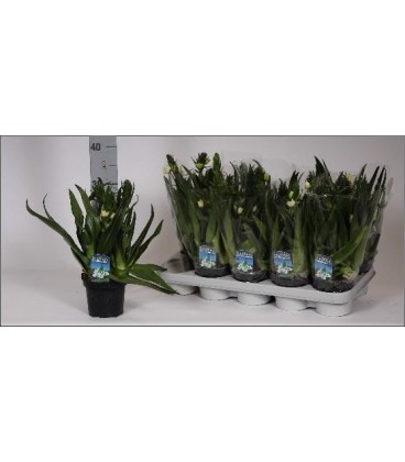 Ornithogalum Blanc pot de 12 H30