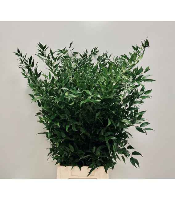 Ruscus aculeatus 110 ( houx)