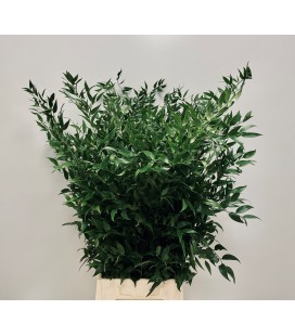 Ruscus d' italie 65 cm 200 g