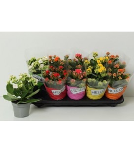 Kalanchoe pot de 10.5