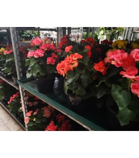 Begonia pot de 17 FR